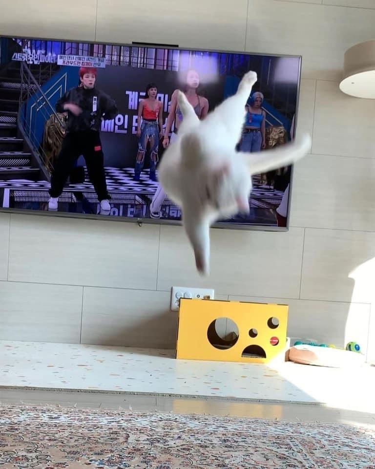 스우파 따라하는 냥이 .jpg - 1