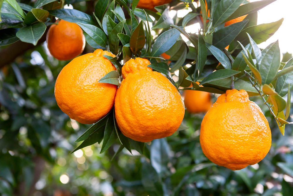 맛있는 천혜향 - 1