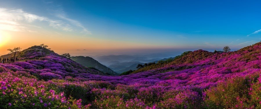 황매산철쭉.jpg
