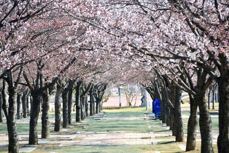 벚꽃길.jpg