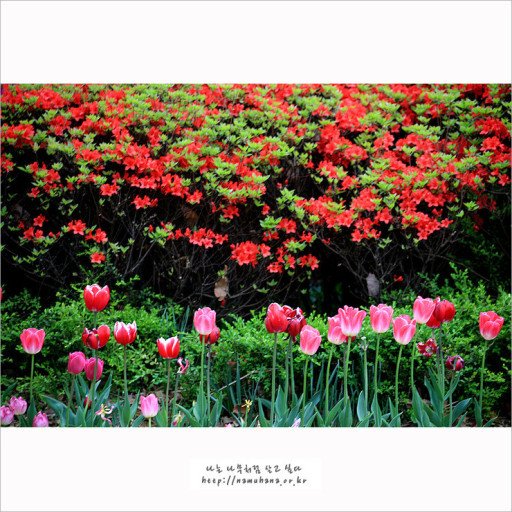튜립.jpg
