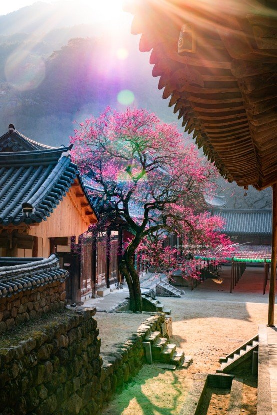 화엄사.jpg