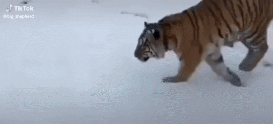 i016284861209.gif