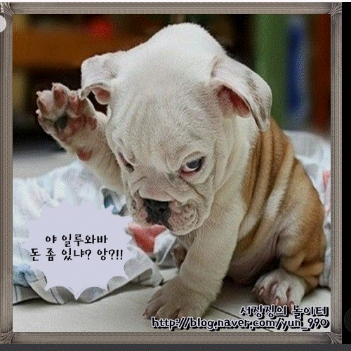 조폭 강아지.gif
