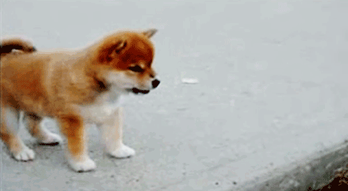 댕댕이.gif