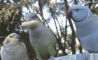 992235465A35279B06.gif