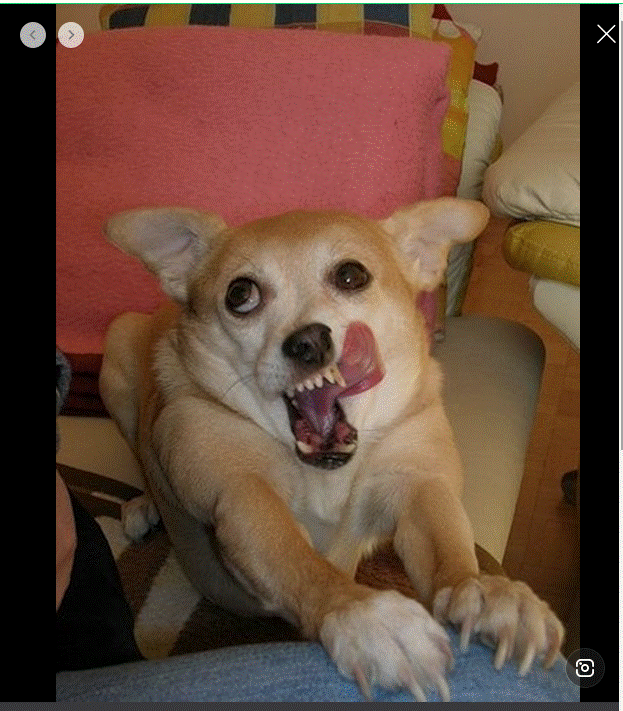 맹구제자 강아지.gif