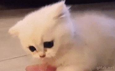 고양이1.gif