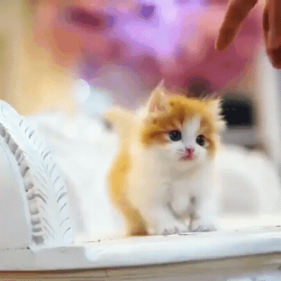 고양이2.gif