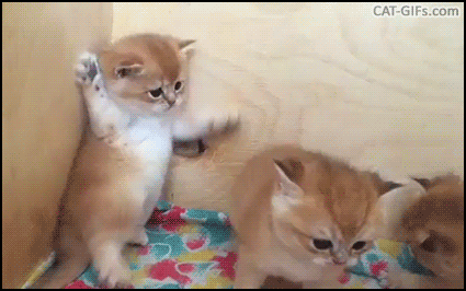 고양이3.gif