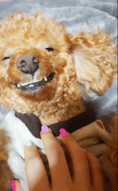 댕댕이1.gif