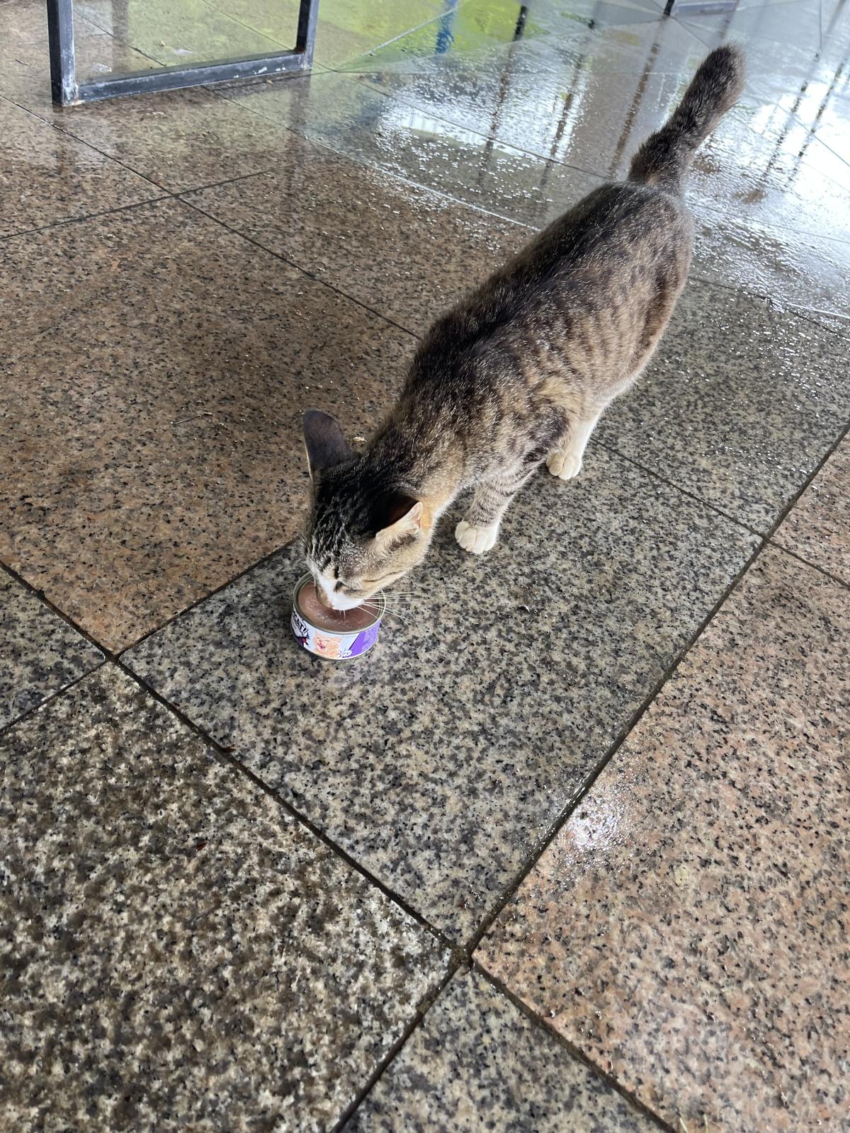 태종대 고양이 - 1