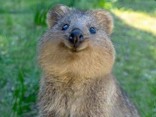 귀여운 쿼카.jpg