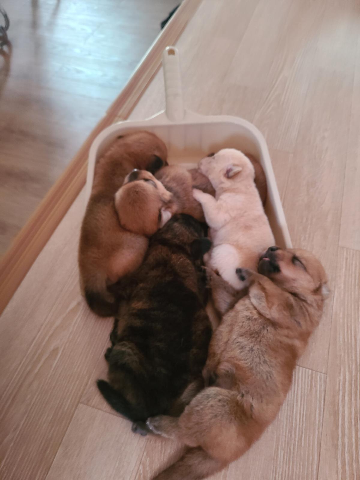 회사 개가 강아지를 낳음 - 1