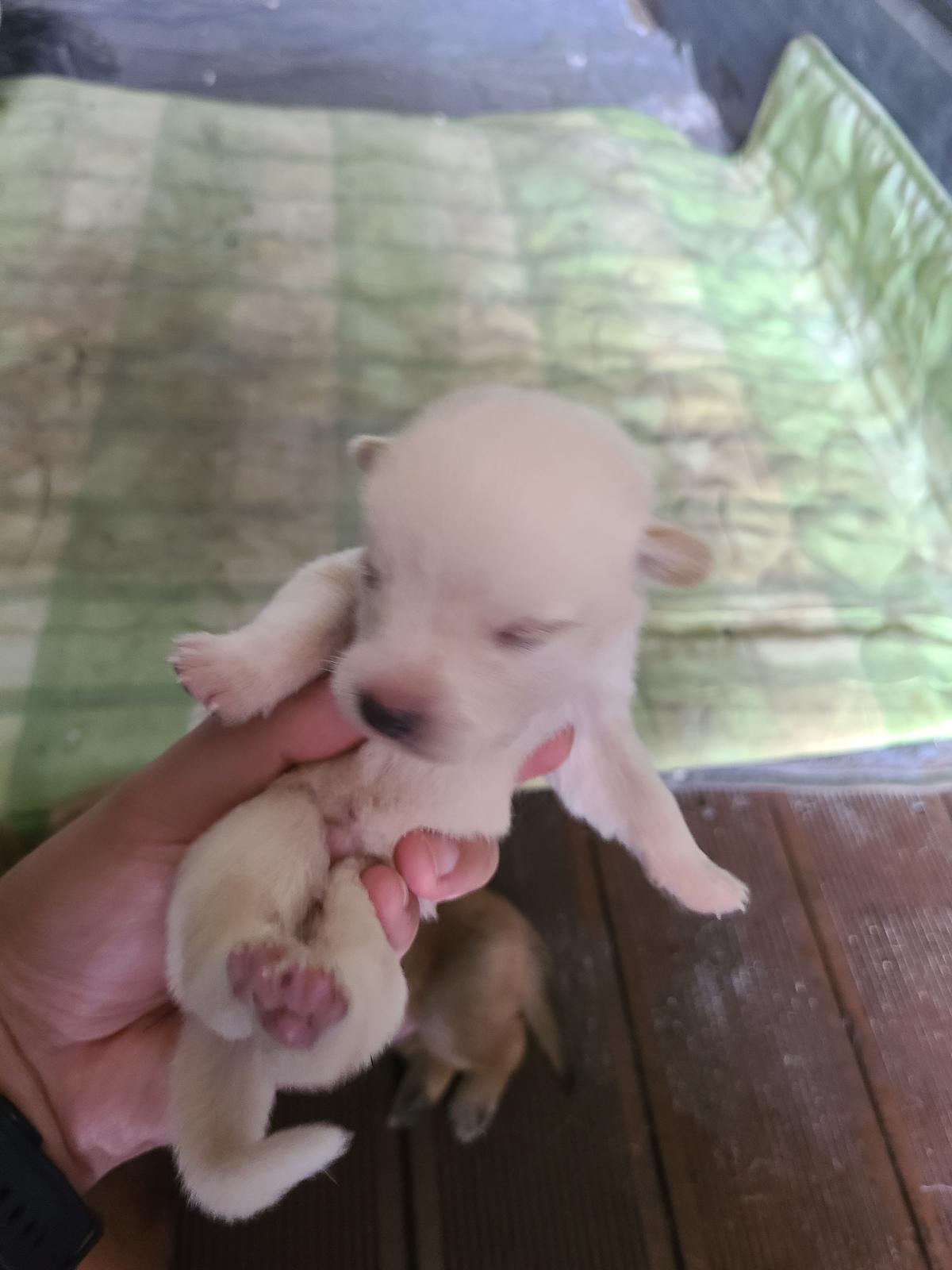 강아지 귀여웡 - 1