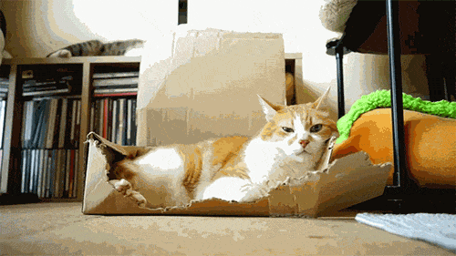 냥이.gif