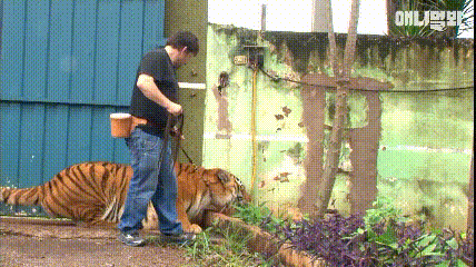 호랭이 풀뜯어먹 - 1