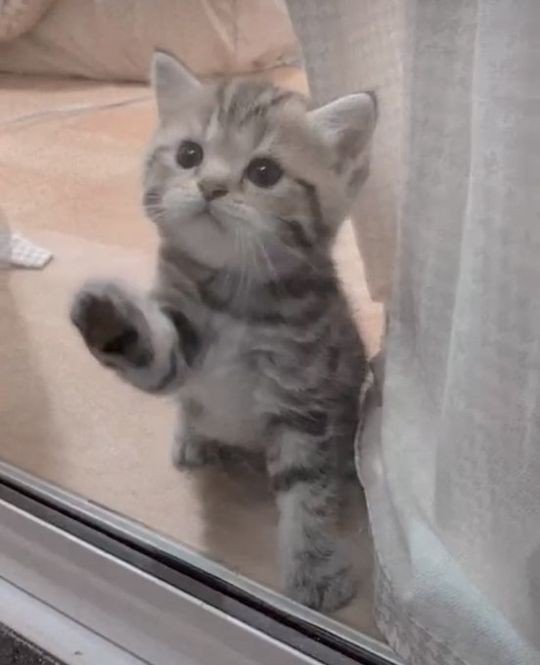 새끼냥이.jpg