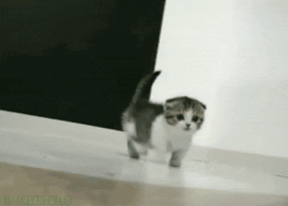 994A78475E3813C534.gif