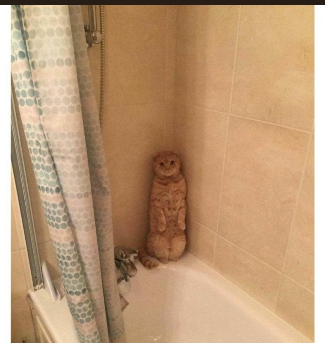 귀여운 냥이 - 1